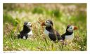 Skomer, Pembrokeshire